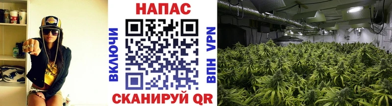 KRAKEN tor  darknet какой сайт  Гремячинск  Бошки Шишки гибрид  купить наркоту 